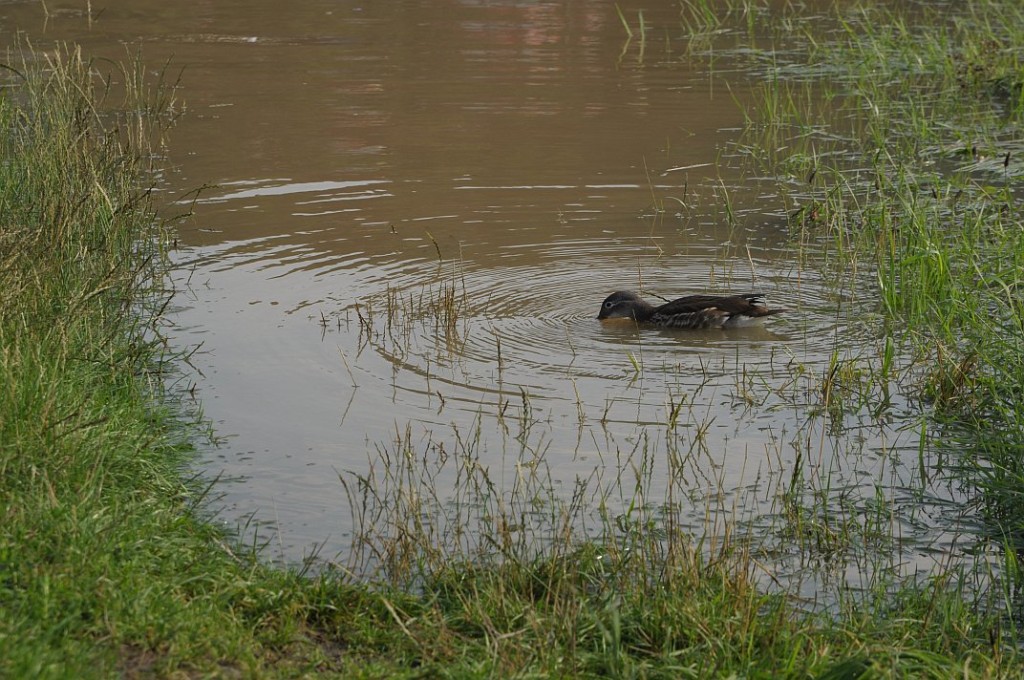 sommerhochwasser_elbe_2010_08