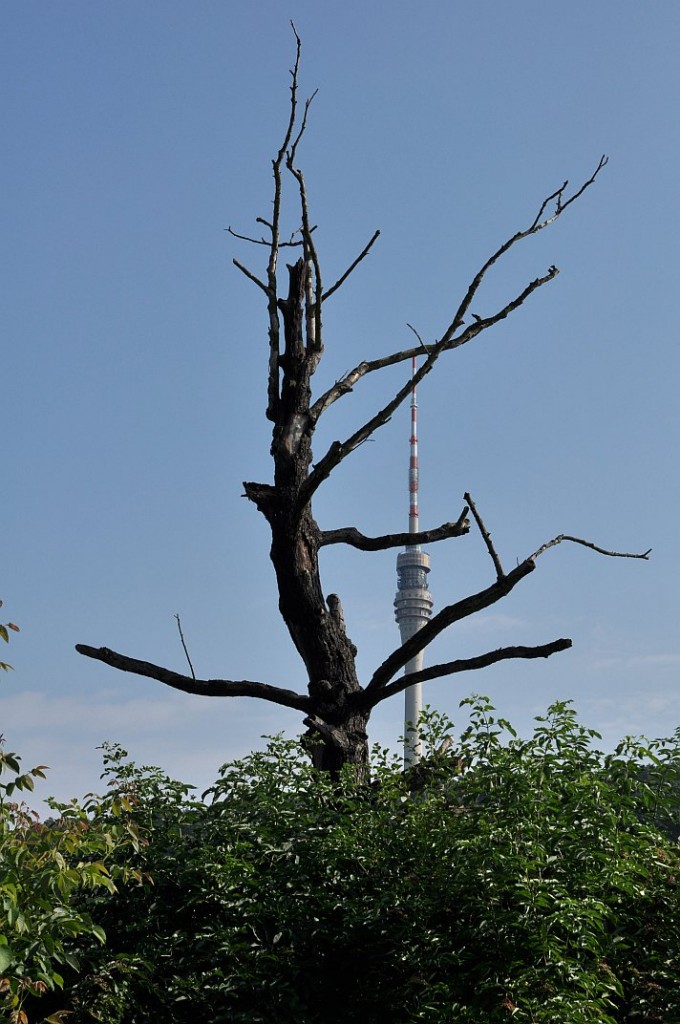 sommerhochwasser_elbe_2010_09