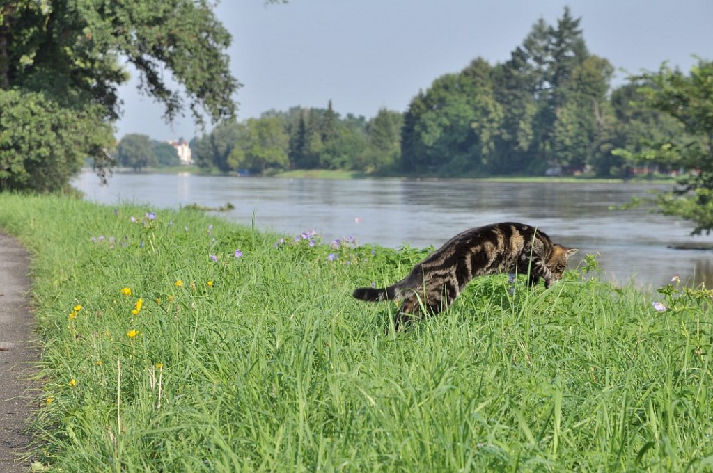 sommerhochwasser_elbe_2010_10