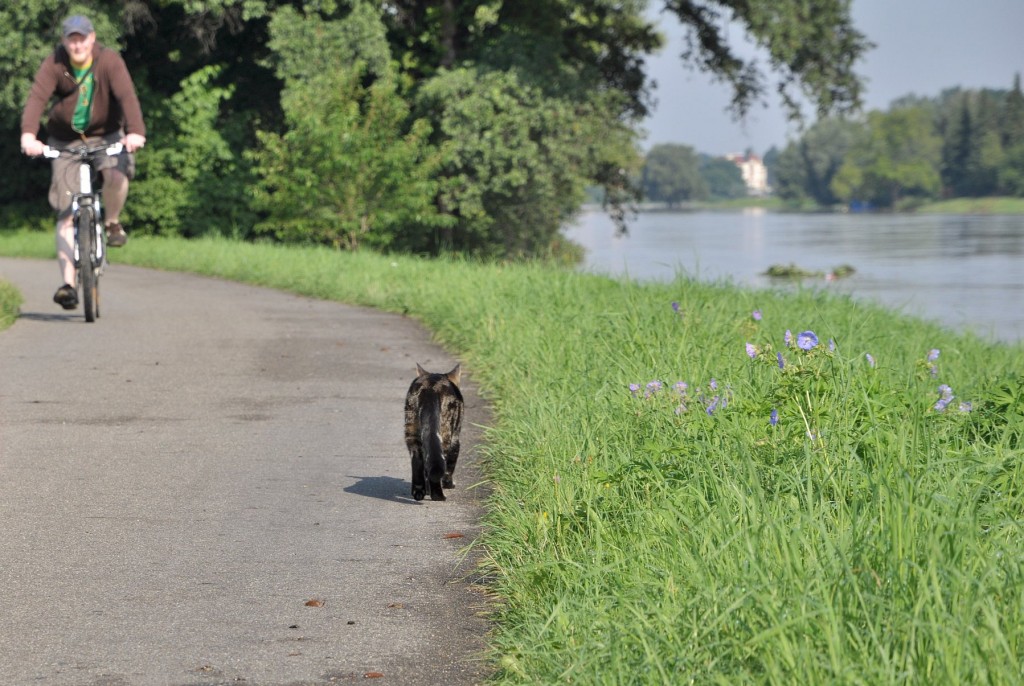 sommerhochwasser_elbe_2010_11
